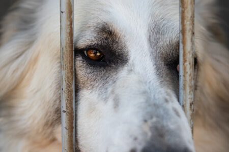 Sad dog of breed Alabai in cages in a shelter for homeless animals. Central Asian Shepherd Dog in an open-air cage. close-up.
