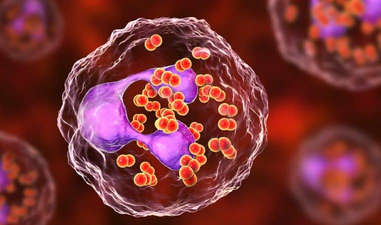 bacteria-neisseria-gonorrhoeae-inside-phagocytes-picture-id1005472904-760x450-1